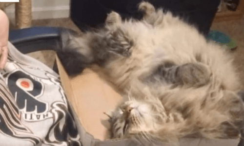 Cat That Had Never Shown His Human Mom Affection Starts To Cuddle Once She’s Pregnant