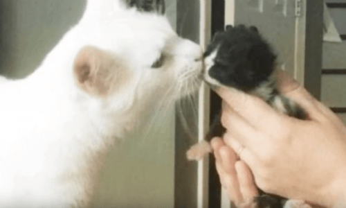 Cat That Was Adopted When He was In Terrible Shape Cares For Other Orphaned Cats