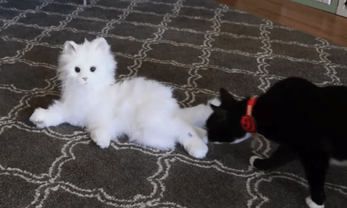 Cats Become Extremely Confused By A Robot Kitty That Doesn’t Move The Way They Expect