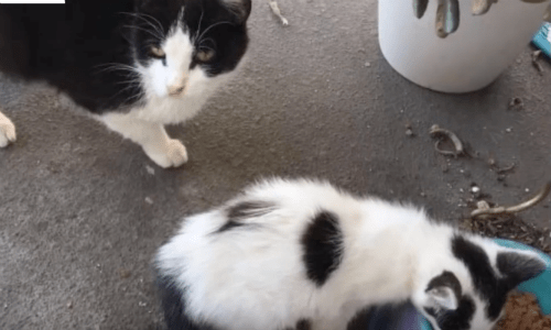 Couple In California Feed Stray Cat In Apartment Complex Until It Returns With A Kitten