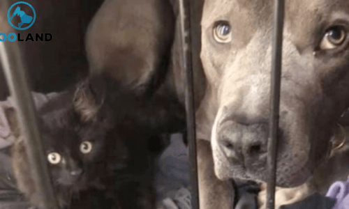 Family Dog Convinces Mom To Adopt The Kitten They Had Been Fostering