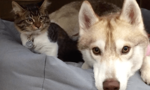 Fragile Three-Month-Old Kitten Finds A Home With Three Husky Dog Brothers