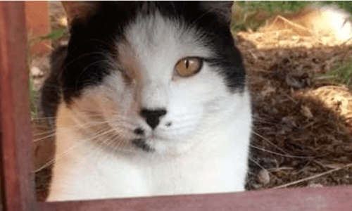 One-Eyed Cat Named Ace Is Not As Scary As Some Might Think