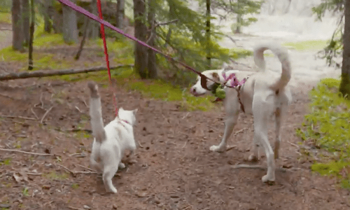 This Rescued Dog Loves His New Home Adventuring With His Cat Sibling