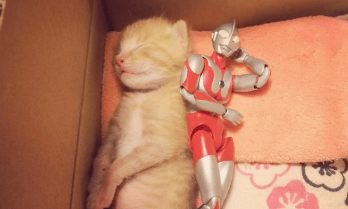 Three-Day-Old Kitten Adopted Needs A Hero So His Family Gives Him An Action Figure