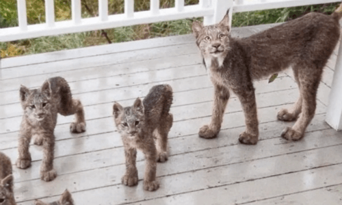 Wildlife Photographer Wakes Up To A Family Of Lynx Kittens On Porch