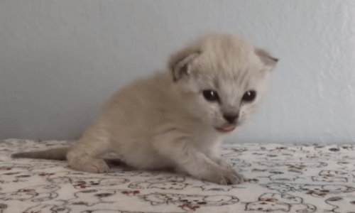 Your Heart Will Melt Into Gooey Lava Watching This Baby Kitten Learn To Walk