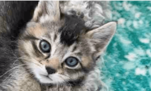 Dog Mom Raises Abandoned Kitten Not Recognizing The Difference In Their Species