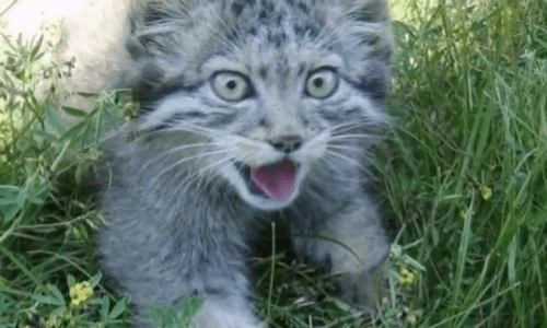 Russian Farmer Finds Four Small Kittens In His Barn And Assumes They ...