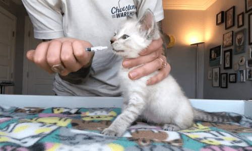 Woman Educates On How To Deworm Kittens That She Adopts And Fosters