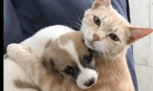Cat Adopts Orphaned Puppies After Tragically Losing Her Entire Litter Of Kittens
