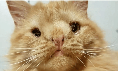 Cat Dubbed Too Ugly To Adopt Gets Left Behind On The Streets