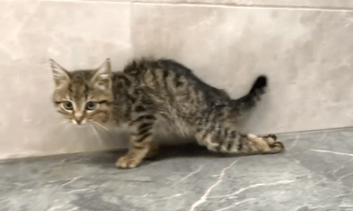 Cat Hit With A Stick Suffers From Being Paralyzed Until Rescuers Step In