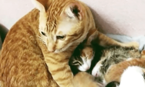 Mother Cat Welcomes Litter Of Four Kittens And Dad Cat Is Elated