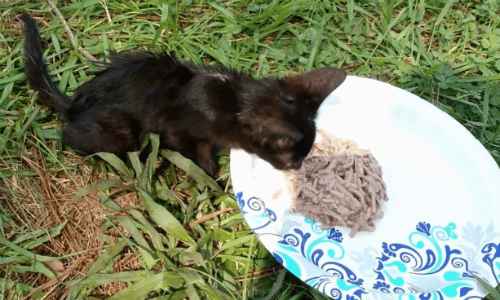 Stray Kitten Approaches Family Out Camping And Catches Their Attention With His Cries
