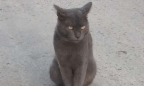 Woman Whose Cat Tends To Roam Discovers He Has Two Families