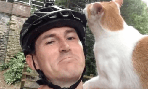 Cat Jumps Onto Cyclist’s Back And Begs To Go Home With Him