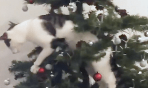 Cats Love To Play With Christmas Trees But The Result Is Generally Not Good