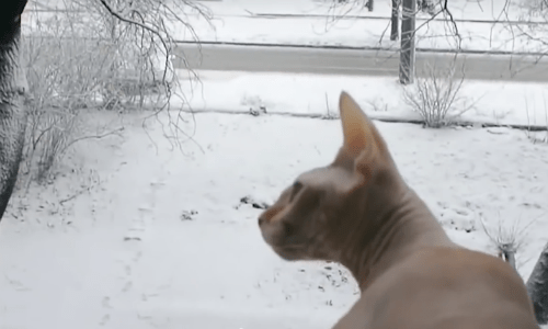Hairless Cat Sees Birds And Dogs Playing In Snow And Wants To Join Them