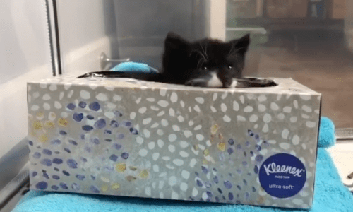 Kittens Enjoy Playing With What You Might Think Is Actually Trash