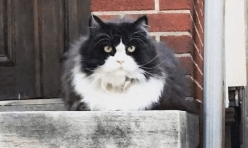 Neighborhood Cat Elects Himself The Guard Cat And Takes His Job Seriously