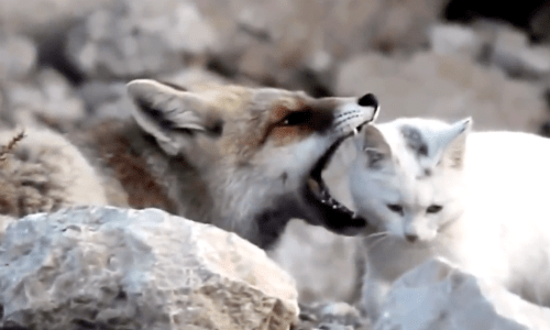 Photographer Spots A Fox That Was Wrestling A Stray Cat And Trying To Kill It