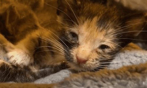 Rescued Litter Of Kittens Is Severely Emaciated But Make Astounding Recovery