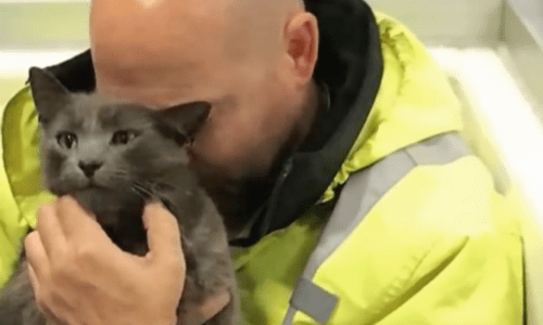 Trucker’s Lost Cat Reunites With Him And The Moment Is Truly Touching