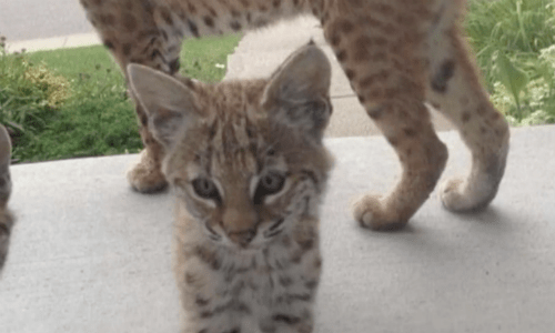 Woman Discovers Surprising Mother Cat And Kittens On Her Front Porch One Morning