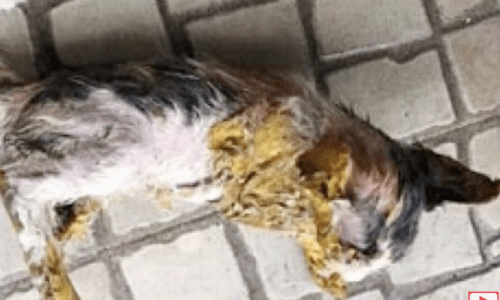 Woman Finds Kittens Covered In Yellow Paint Left To Die In A Cardboard Box