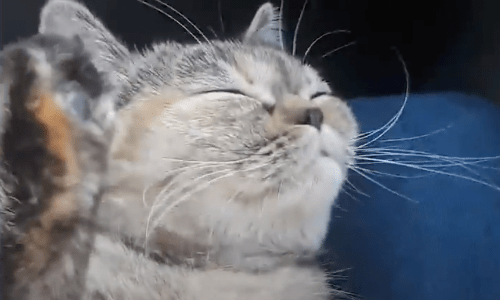 Cat Loves Driving Cross Country With Truck Drivers And Rides Shotgun To Watch The Outdoors