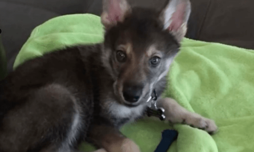 Couple Adopts An Energetic Puppy An Quickly Realizes She Needs A Feline Friend