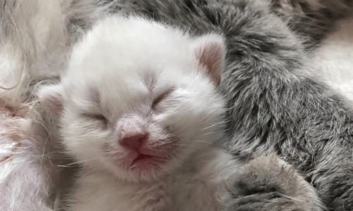 Teenaged Cat Gives Birth To A Kitten Despite Being a Kitten Herself