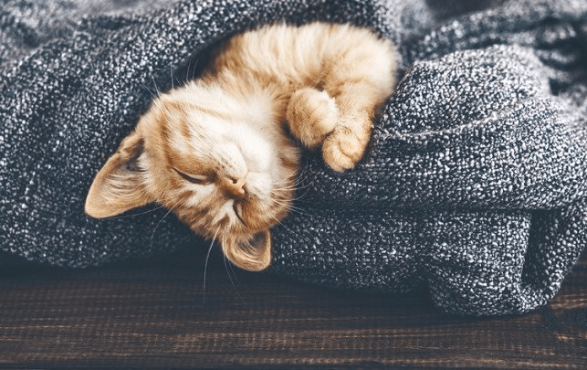 The Best Cat Blogs of 2020