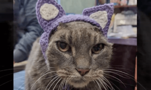 Cat Loses Her Ears To Infections But Gains A New Home And Family