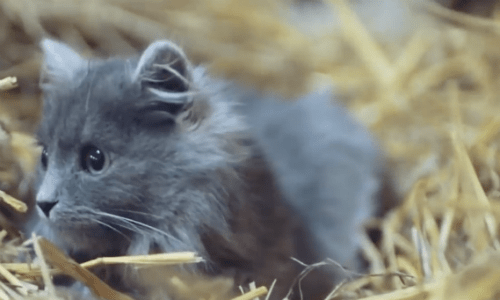Cat That Lives Within Zoo Gives Birth To Surprising Animals