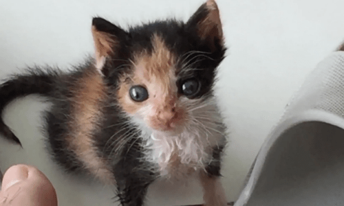 Cute Little Calico Kitten Struggles To Thrive Until A Man Adopts Her