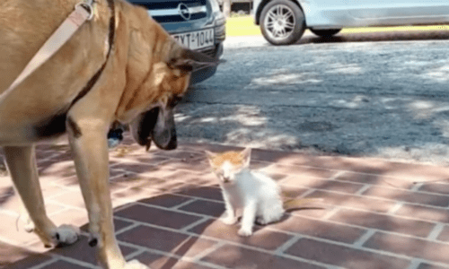 Dog Meets Blind Kitten While Playing Outside And Won’t Leave The Kitten’s Side