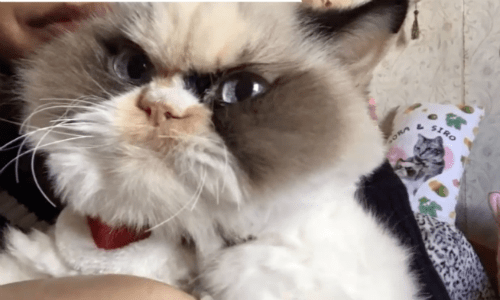 Internet Adopts A New Grumpy Cat That Looks A Lot Like A Plush Toy