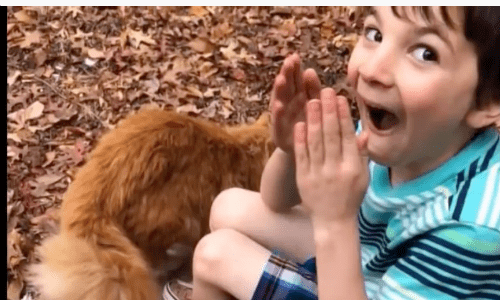Little Boy Who Was Best Friends With His Cat That Passed Away Begs For New Cat