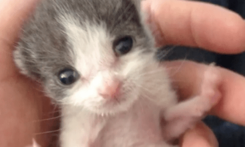 Man Finds Abandoned Kitten In Backyard And Adopts It In Heartwarming Story