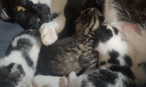 Man Gets Surprise Of A Lifetime When He Finds Cat Under His Bed With Kittens