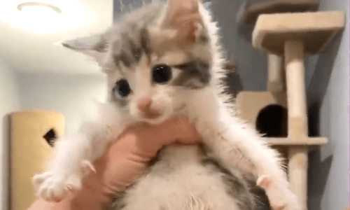 Paralyzed Kitten Loves All The Attention He Gets From His Humans