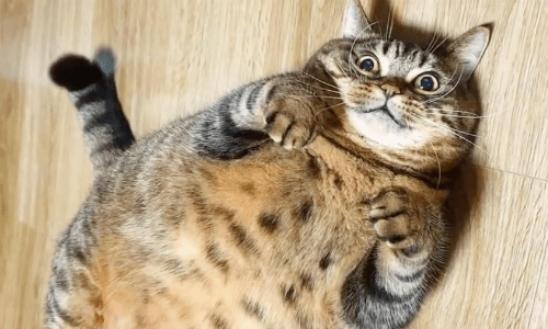 Photos Of Expressive Cat Named Manggo Are Taking Over The Internet