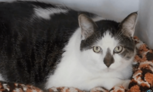 Project Called “Kitty City” Rescues Overweight Cat That Needs Special Attention