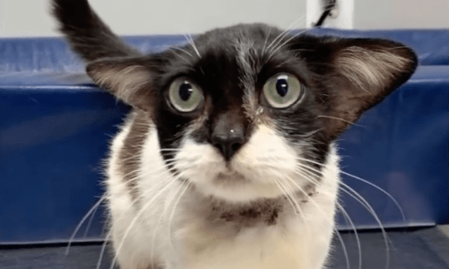 Veterinary Assistant Posts Photos Of Cat She Says Looks Like Yoda