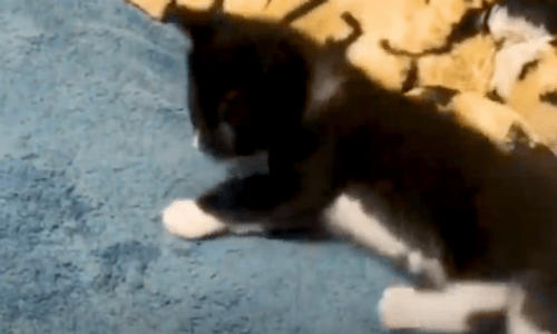 Wobbly Cat Syndrome Makes It Difficult For Kittens To Learn How To Get Around