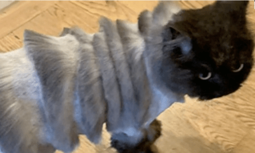 Woman Sends Her Husband To Take Cat To The Groomer With Hilarious Result