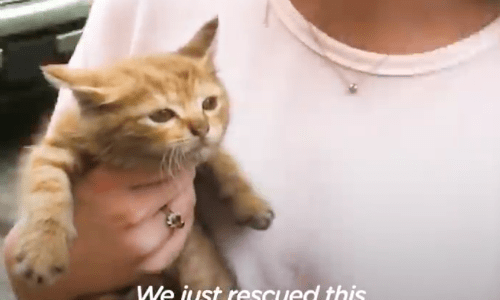 Woman Who Adopted Cat Found Inside A Car Engine Carries The Kitten Like A Baby