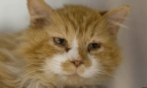 Abandoned Cat Walks 12 Miles Back To Family Who Asks Shelter To Euthanize Him